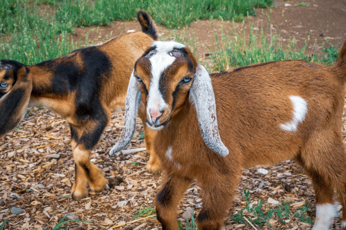 Mini Nubian kid goat with floppy ears in green pasture